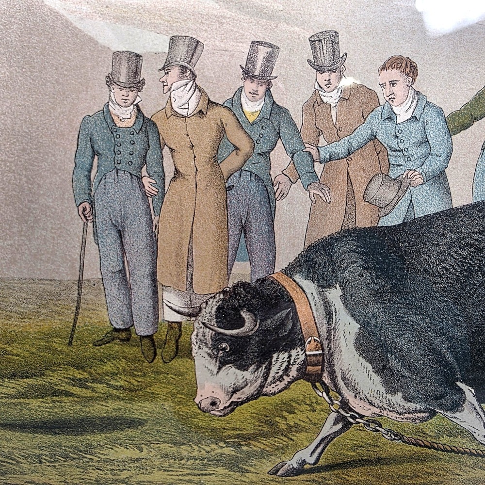 Henry Alken Bull Baiting Antique 1820 Hand Colored Aquatint I Clark Framed Print - Picture 3 of 12